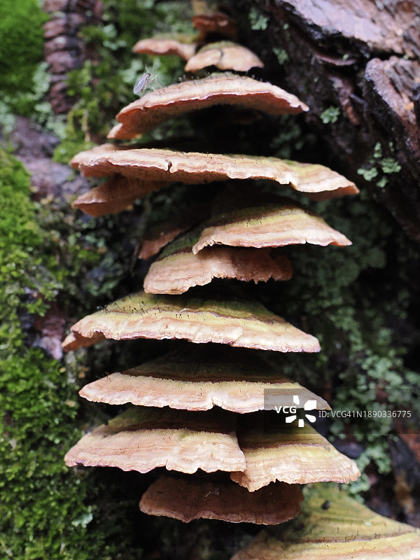 美国马萨诸塞州德罕镇，树干上生长的蘑菇特写图片素材