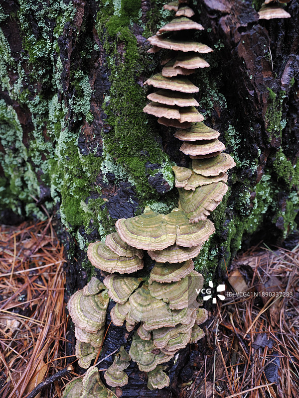 美国马萨诸塞州德罕镇树干上生长的蘑菇特写图片素材
