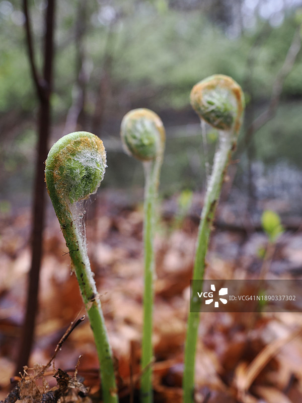 美国马萨诸塞州德罕镇田野植物特写图片素材