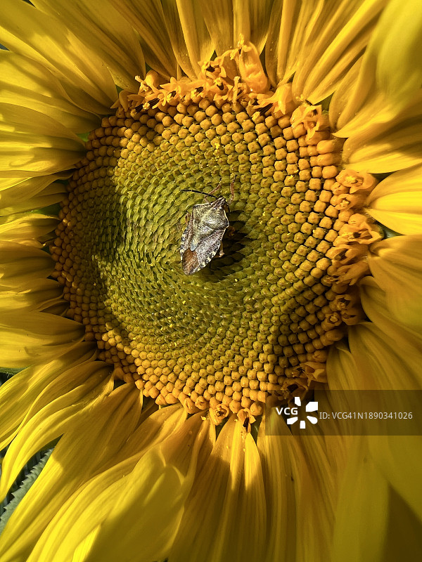 蜜蜂在向日葵上采蜜特写，德国巴伐利亚图片素材