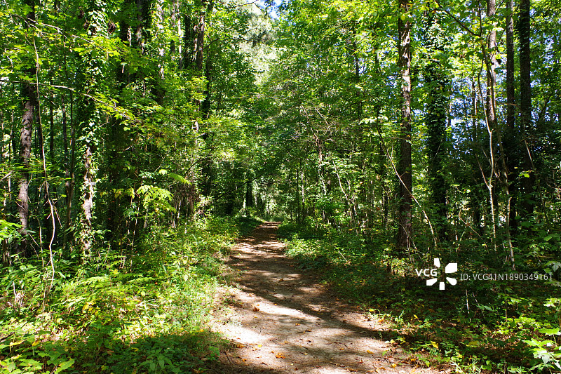 美国森林中的树木图片素材