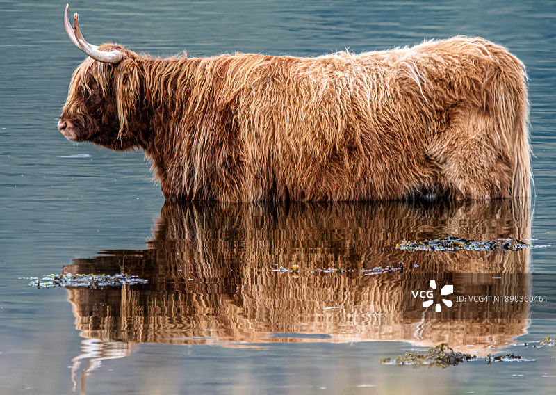 湖中棕熊的侧面图图片素材