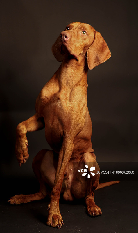 维兹拉犬坐在黑色背景前的特写图片素材