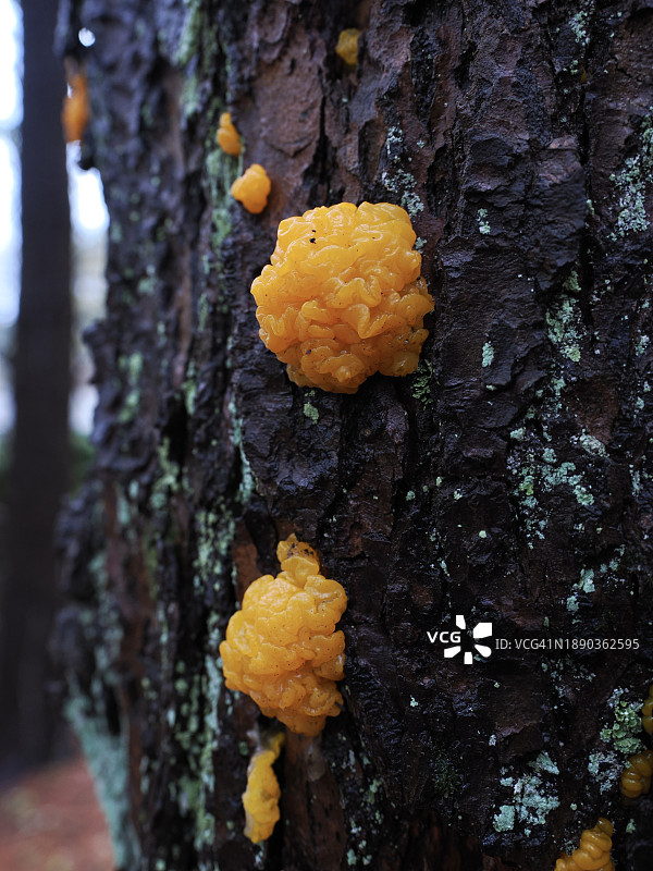 美国马萨诸塞州德罕镇树干上生长的蘑菇特写图片素材