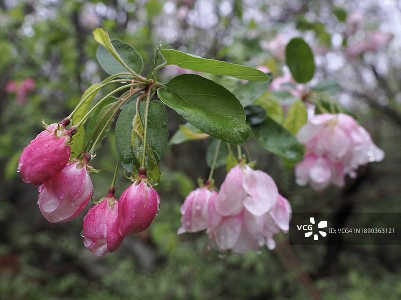 德罕镇粉色植物特写，马萨诸塞州，美国图片素材
