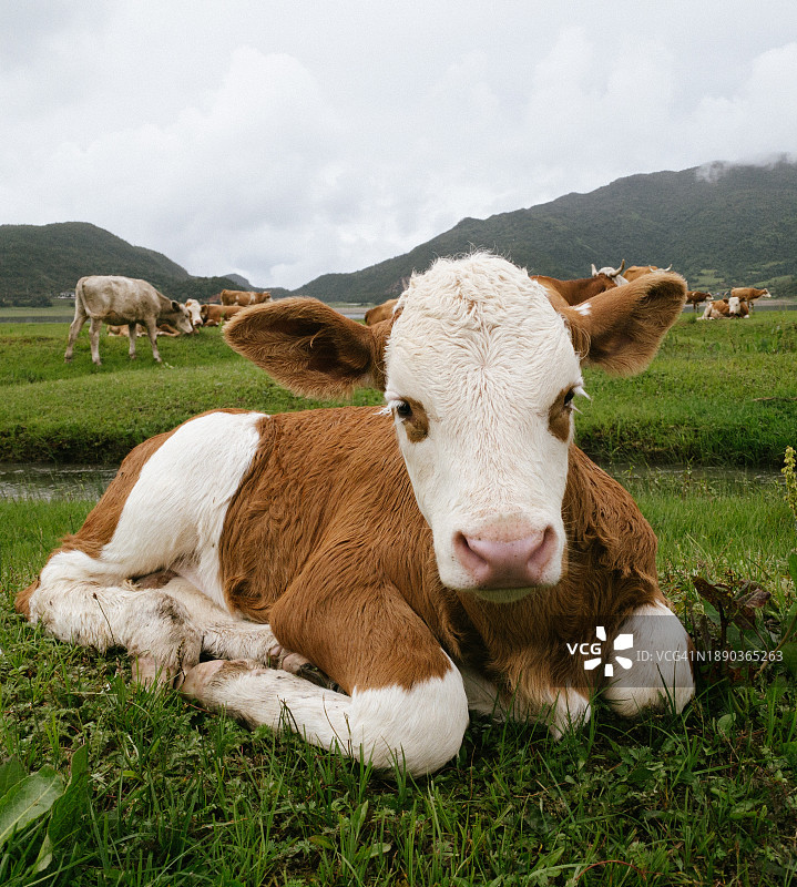 中国，田野里的羊肖像图片素材