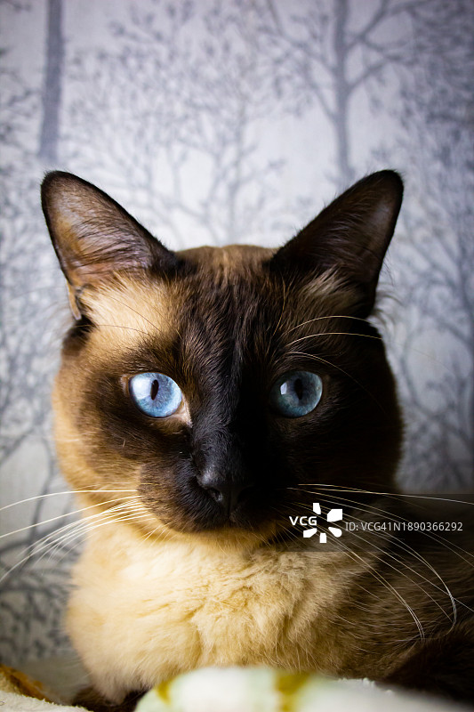 地板上的猫咪特写图片素材