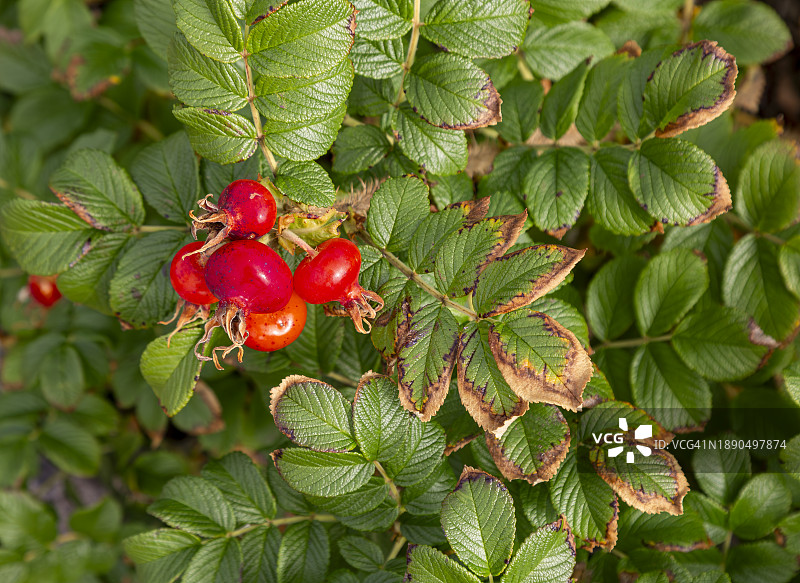皱叶蔷薇灌木图片素材