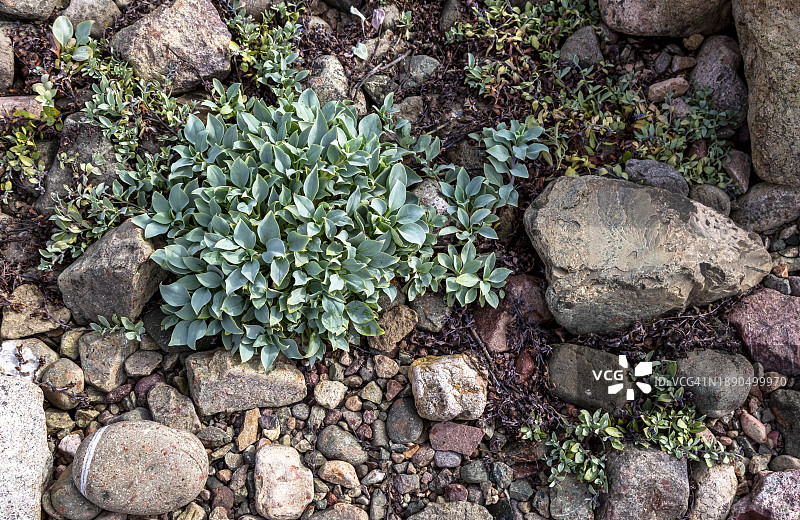 岩石海滩上的植物生长图片素材