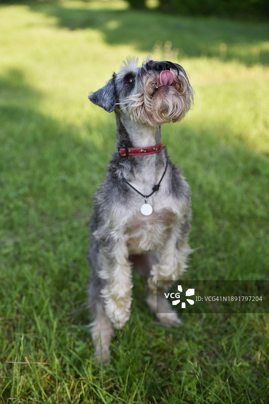 草地上的中型灰色犬图片素材