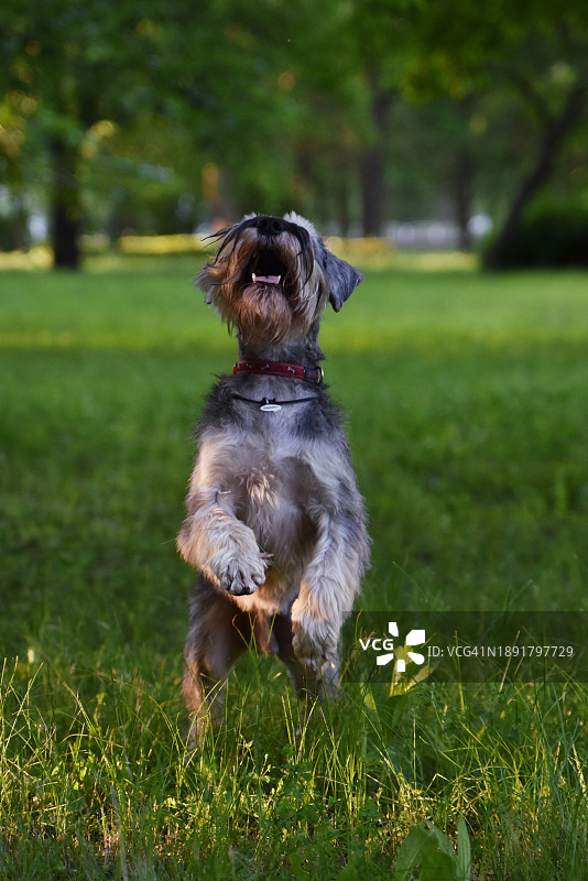 草地上的中型灰色犬：迷你雪纳瑞图片素材