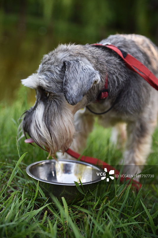 草地上正在喝水的中型灰色犬图片素材