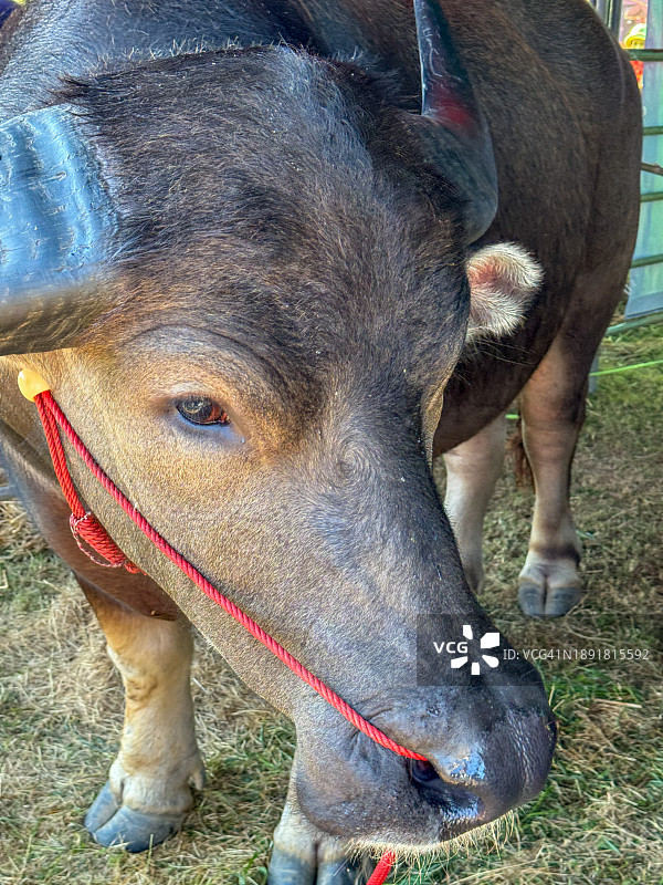 美丽的泰国水牛图片素材