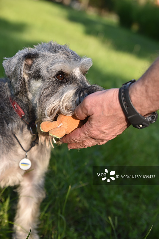 草地上的中型灰色犬：迷你雪纳瑞图片素材