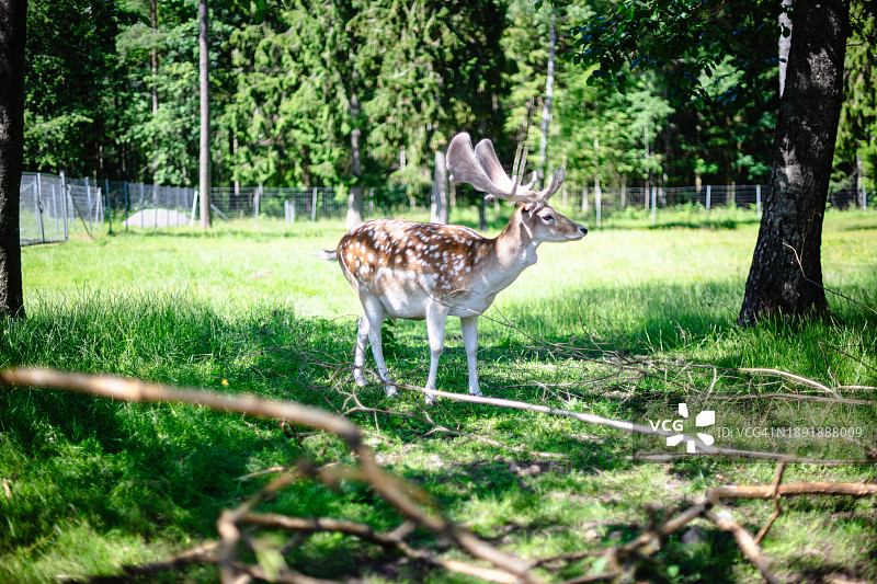 林中的鹿图片素材