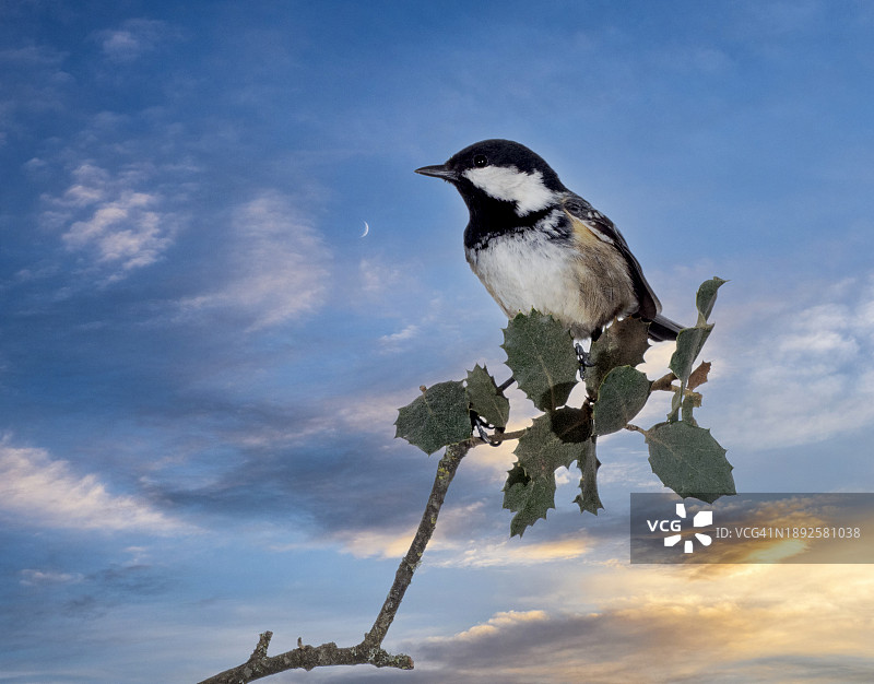 煤山雀栖息在日落时分的天空树枝上特写图片素材