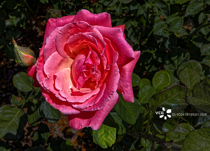 玫瑰花与茂密树叶图片素材