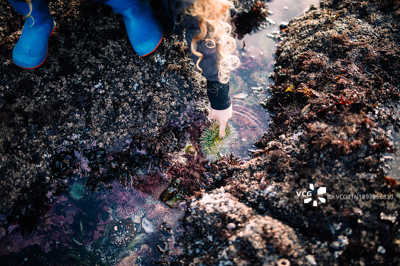 在俄勒冈州海岸探索潮汐池的儿童图片素材