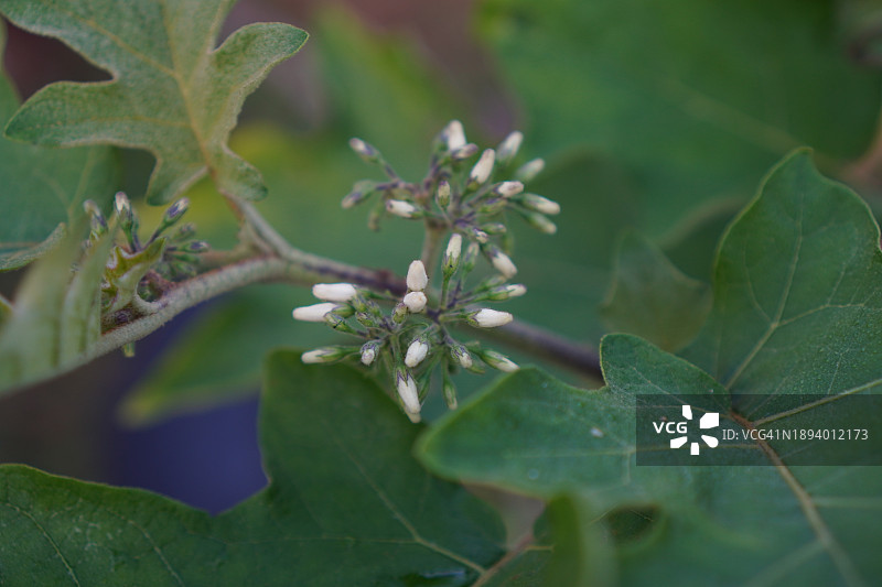 Solanum torvum，豌豆茄图片素材