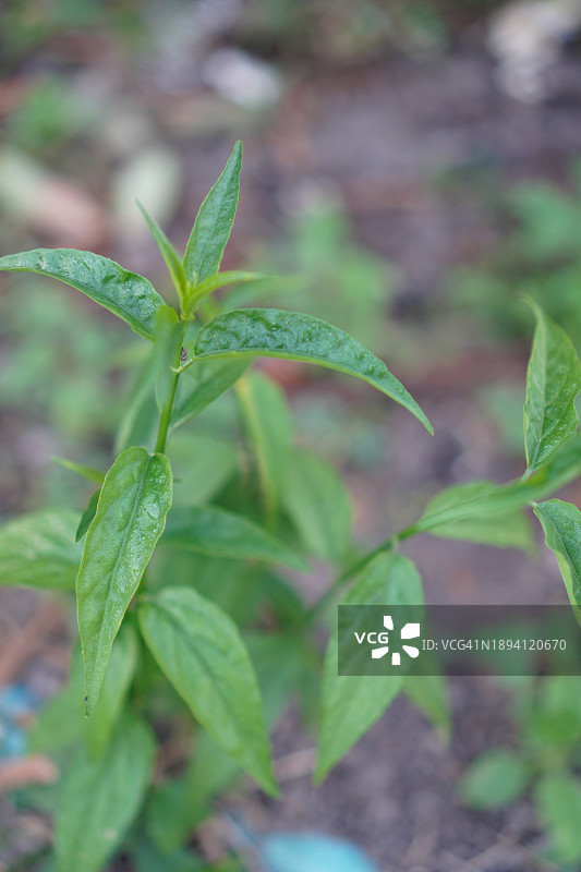 穿心莲，泰国草药，缓解喉咙痛，退烧，绿色蔬菜可预防新冠图片素材