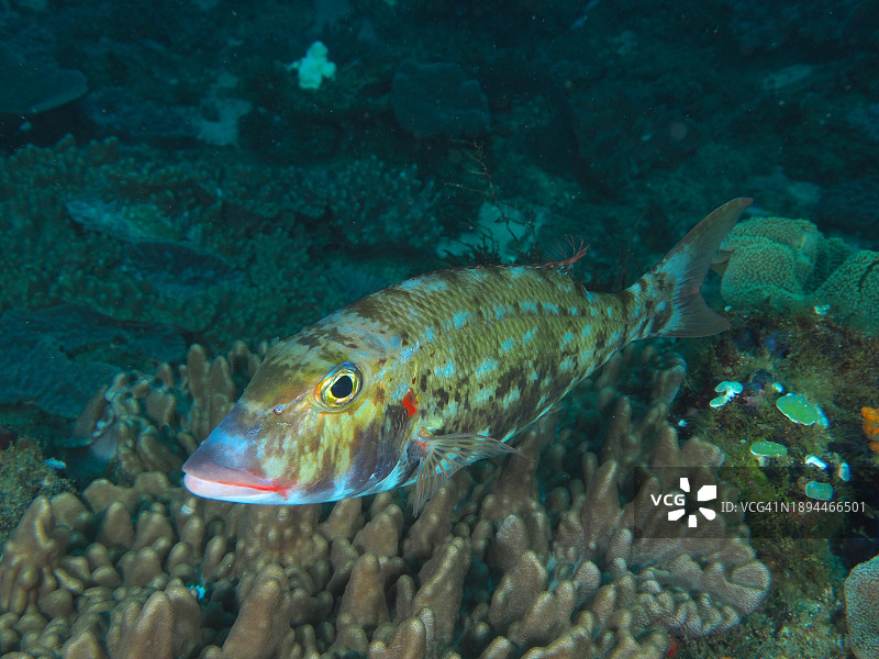 红鳍笛鲷非洲潜水点图片素材