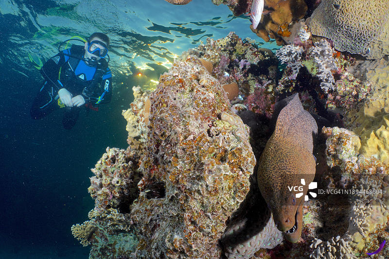 潜水员观察巨型海鳝，红海，埃及图片素材