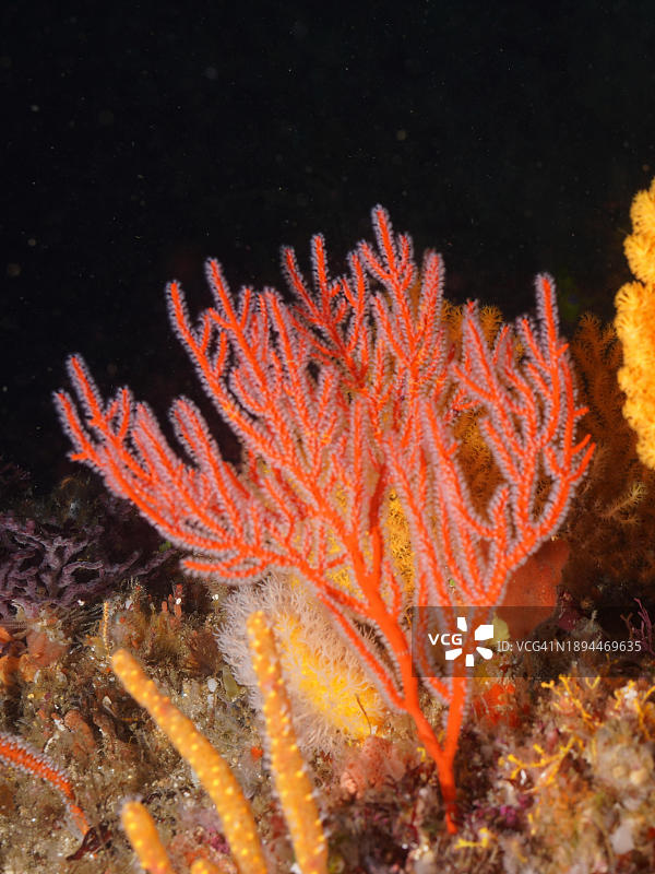 开放珊瑚虫的红色掌状海扇，位于南非夸祖鲁-纳塔尔省马盖特的普罗梯亚岸潜水点图片素材