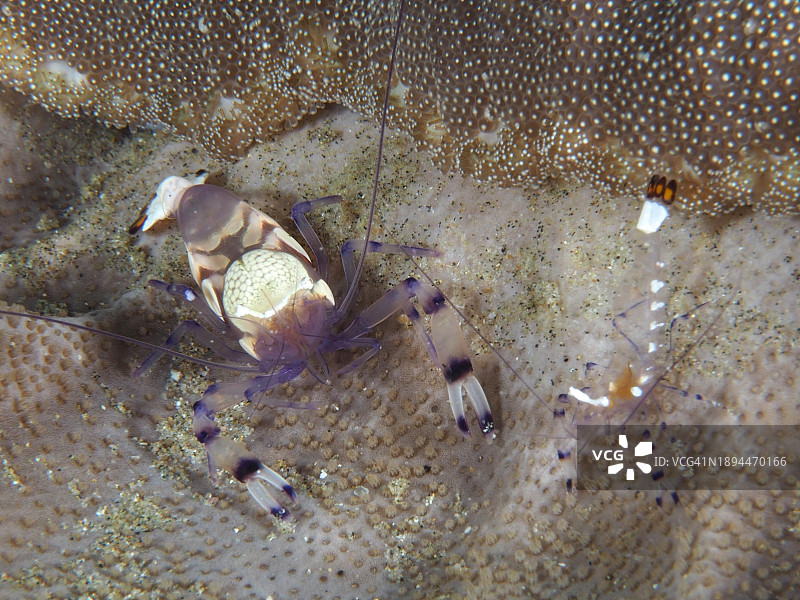 地毯海葵上的两种短腕玻璃虾，索德瓦纳湾国家公园，南非图片素材