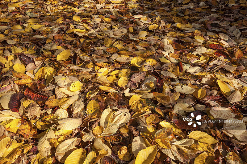 秋季，德国的地面上的秋叶图片素材
