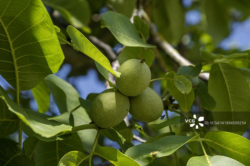 波斯胡桃树与未成熟的果实图片素材