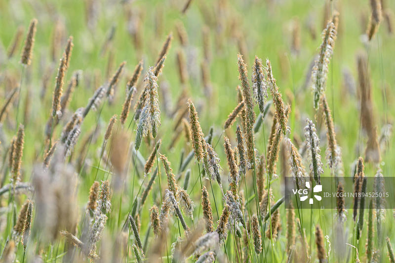 北莱茵-威斯特法伦的草地狐尾花花序，德国，欧洲图片素材