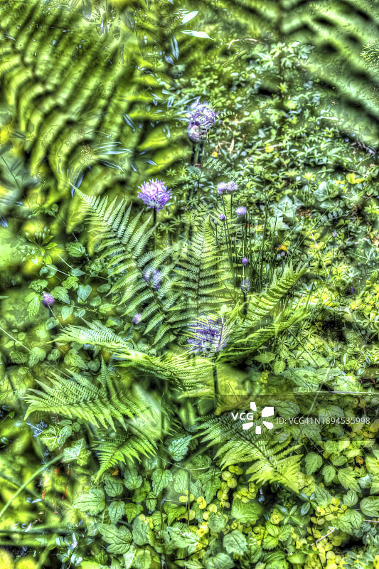 油画：盾蕨、创意花卉植物混搭艺术，紫色韭菜花田印象派风格图片素材