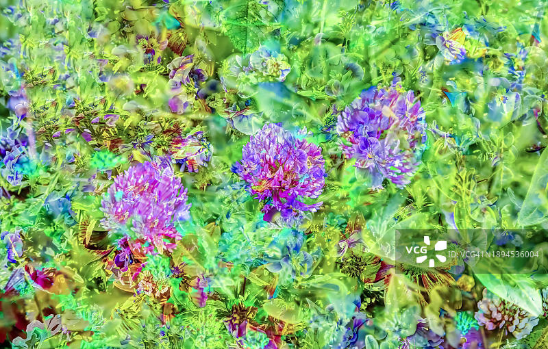 三叶草野花草甸，紫色花朵图片素材