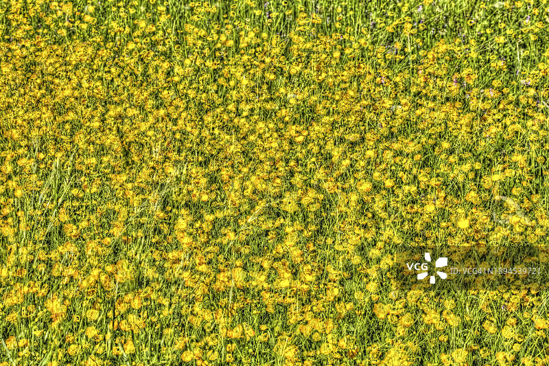 野花草甸油画风格（毛茛和鲜艳的黄色花朵）图片素材