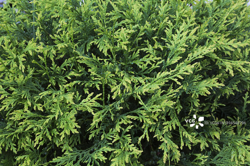 夏季的“翡翠”白雪松（Thuja occidentalis）叶子，加拿大魁北克省，北美洲图片素材