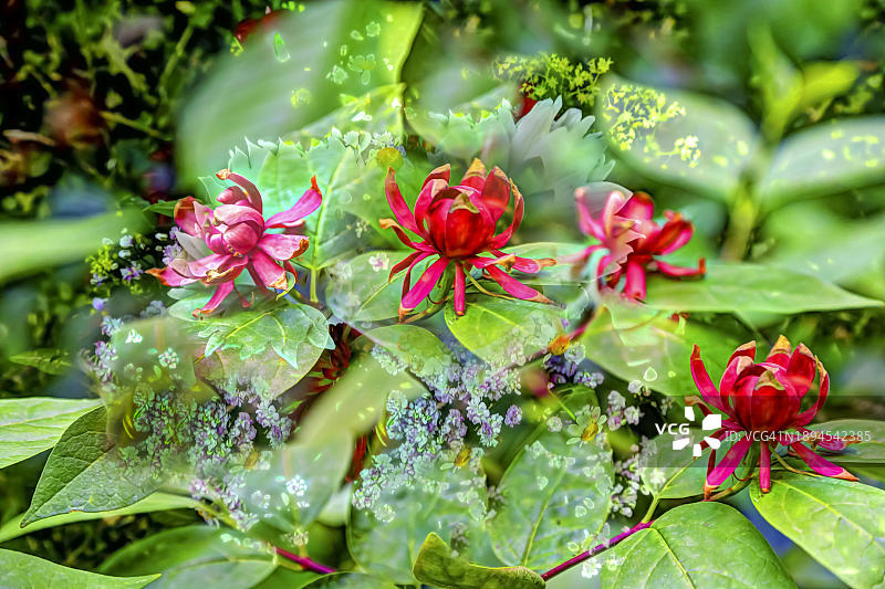 红花石楠油画：创意混合植物印象派艺术风格图片素材