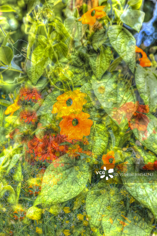 黑眼苏珊藤攀援植物，油画印象派艺术风格图片素材