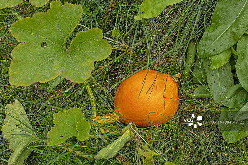 北海道南瓜图片素材