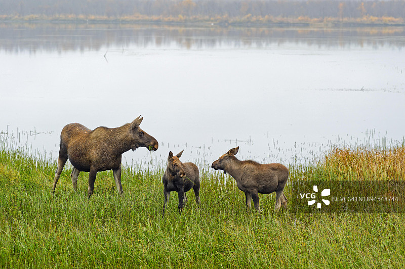 驼鹿母子图片素材