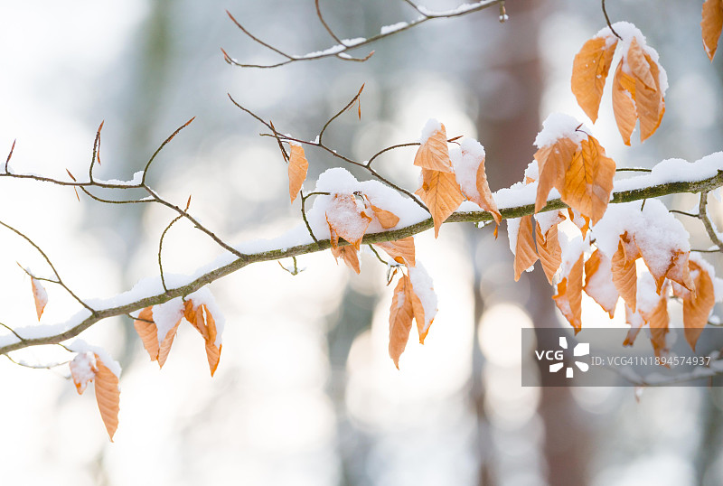 冬季山毛榉(欧洲山毛榉)的树枝,覆盖着雪,秋天留下的棕色干燥树叶,尖尖的芽,背景中有光点或散景,德国下萨克森州,欧洲图片素材
