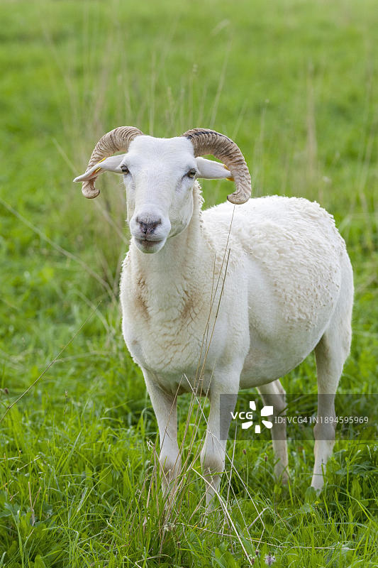 施瓦本阿尔布草甸上的公羊图片素材