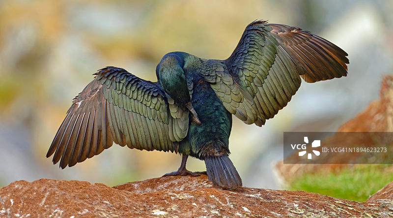 鸬鹚（Gulosus aristotelis），翅膀展开，背视图，头部朝下，彩虹色羽毛，挪威北部瓦朗厄尔图片素材