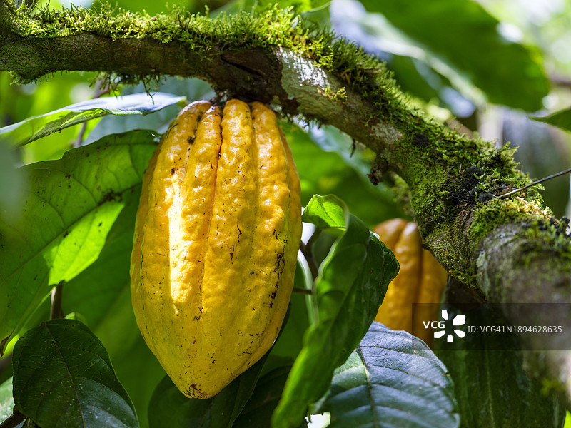 可可树，厄瓜多尔图片素材