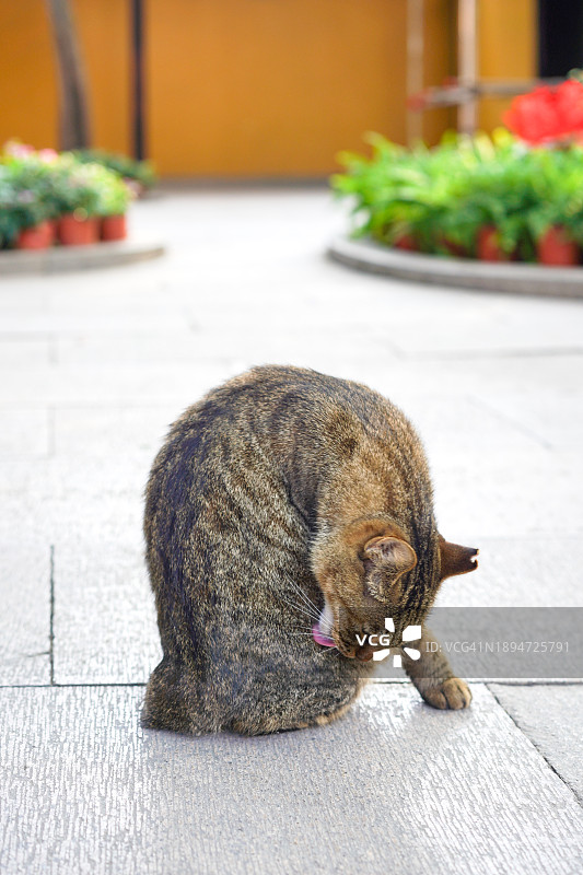 正在舔舐毛发的黑灰色中华田园猫图片素材