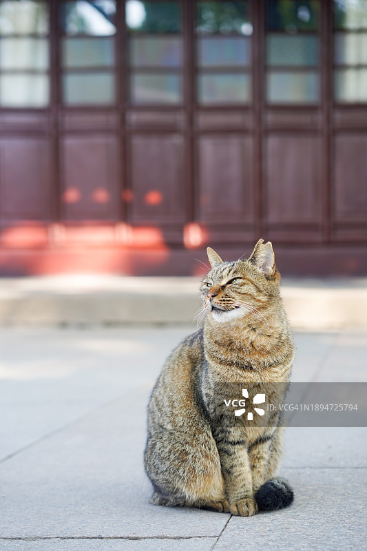 坐在地上的黑灰色中华田园猫图片素材