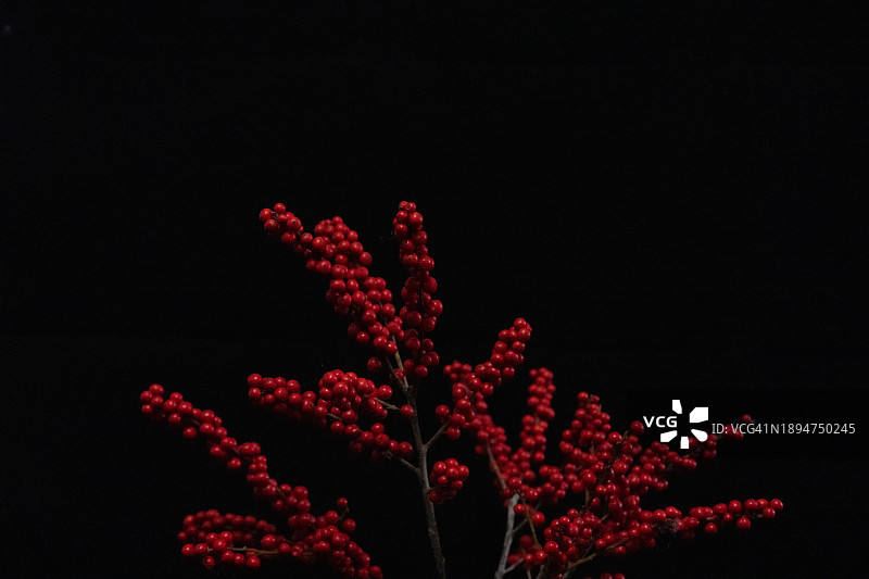 北美冬青盆栽图片素材