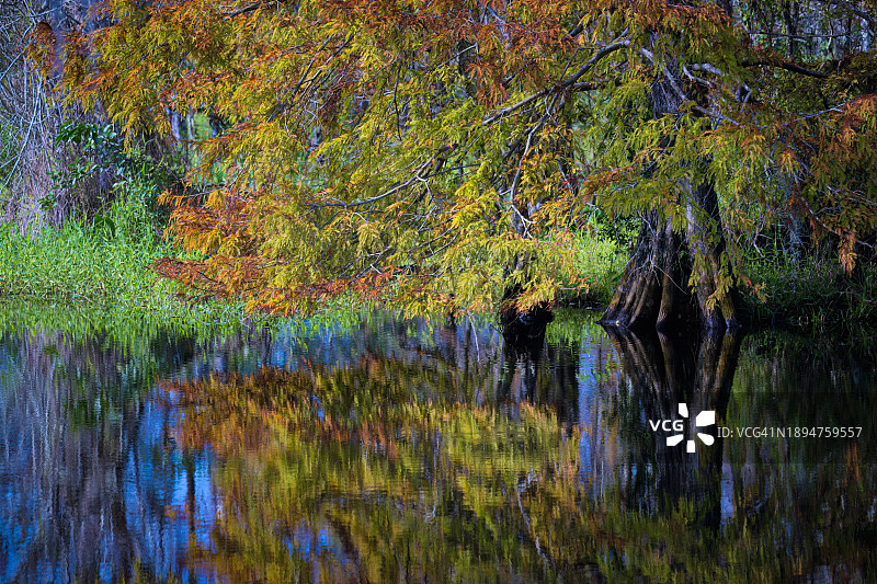 佛罗里达州那不勒斯附近沼泽中柏树的倒影图片素材