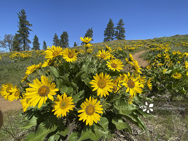 黄色Balsamroot图片素材