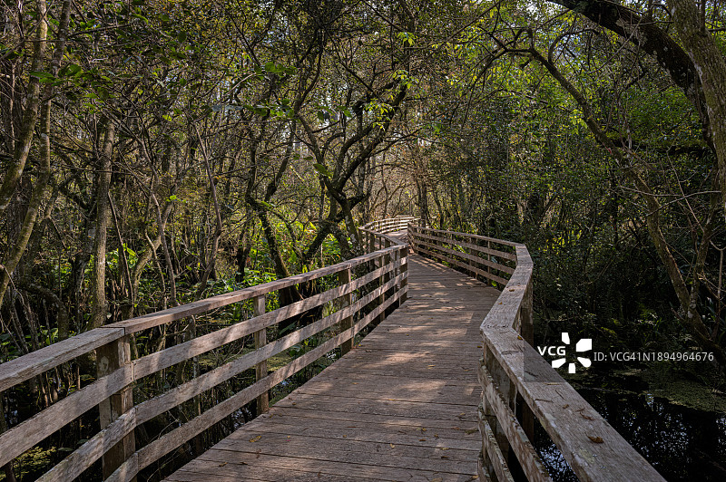 佛罗里达州那不勒斯奥杜邦螺旋沼泽保护区的木板路图片素材
