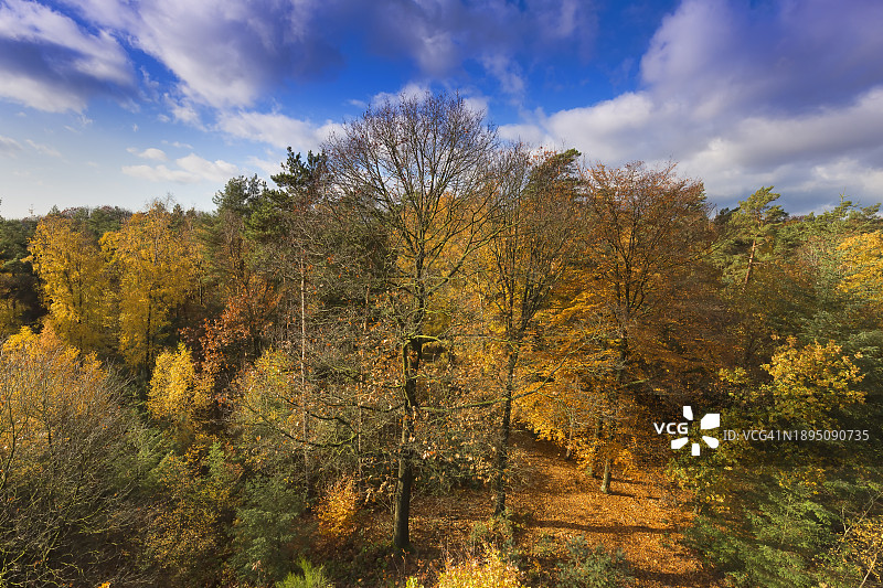 从Veluwe的emmapiramide vantage point看到的秋叶图片素材